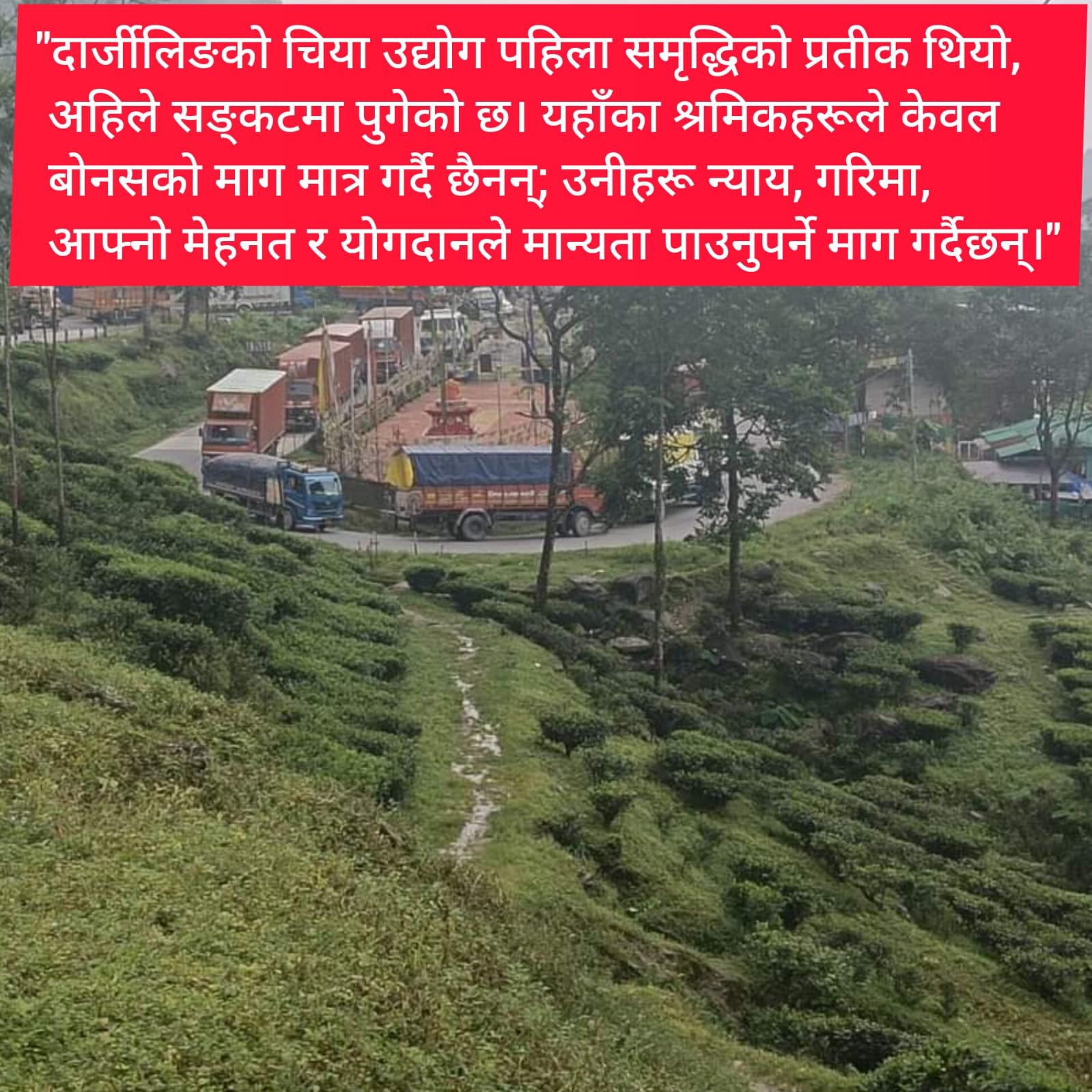 श्रमिकहरूको निरन्तर सङ्घर्षः टर्रो बन्दैछ दार्जीलिङको चिया