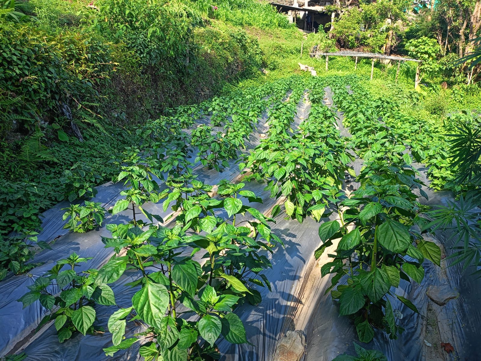 डल्ले खोर्सानीबाट लाखौं रुपियाँ साट्दै माम्जेका किसान